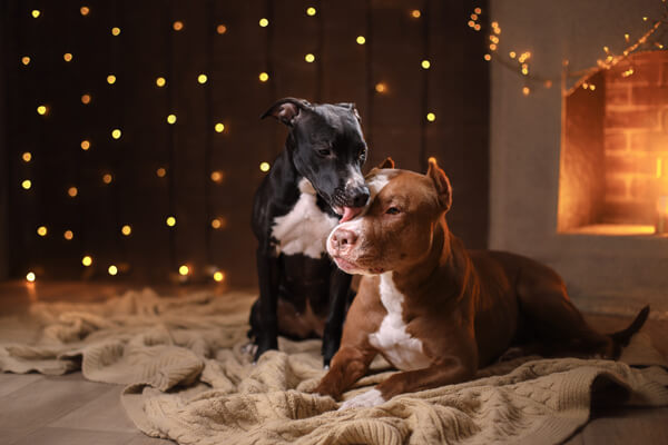 two dogs