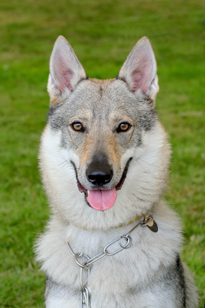 Pretty dog