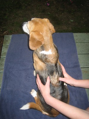 dog getting chiropractic