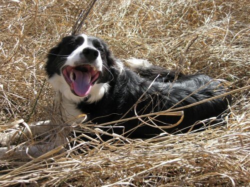 Happy Dog
